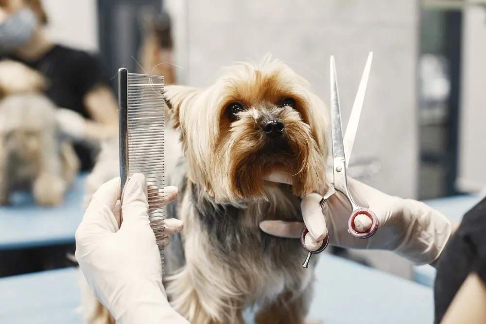 peluqueria canina en Abrera